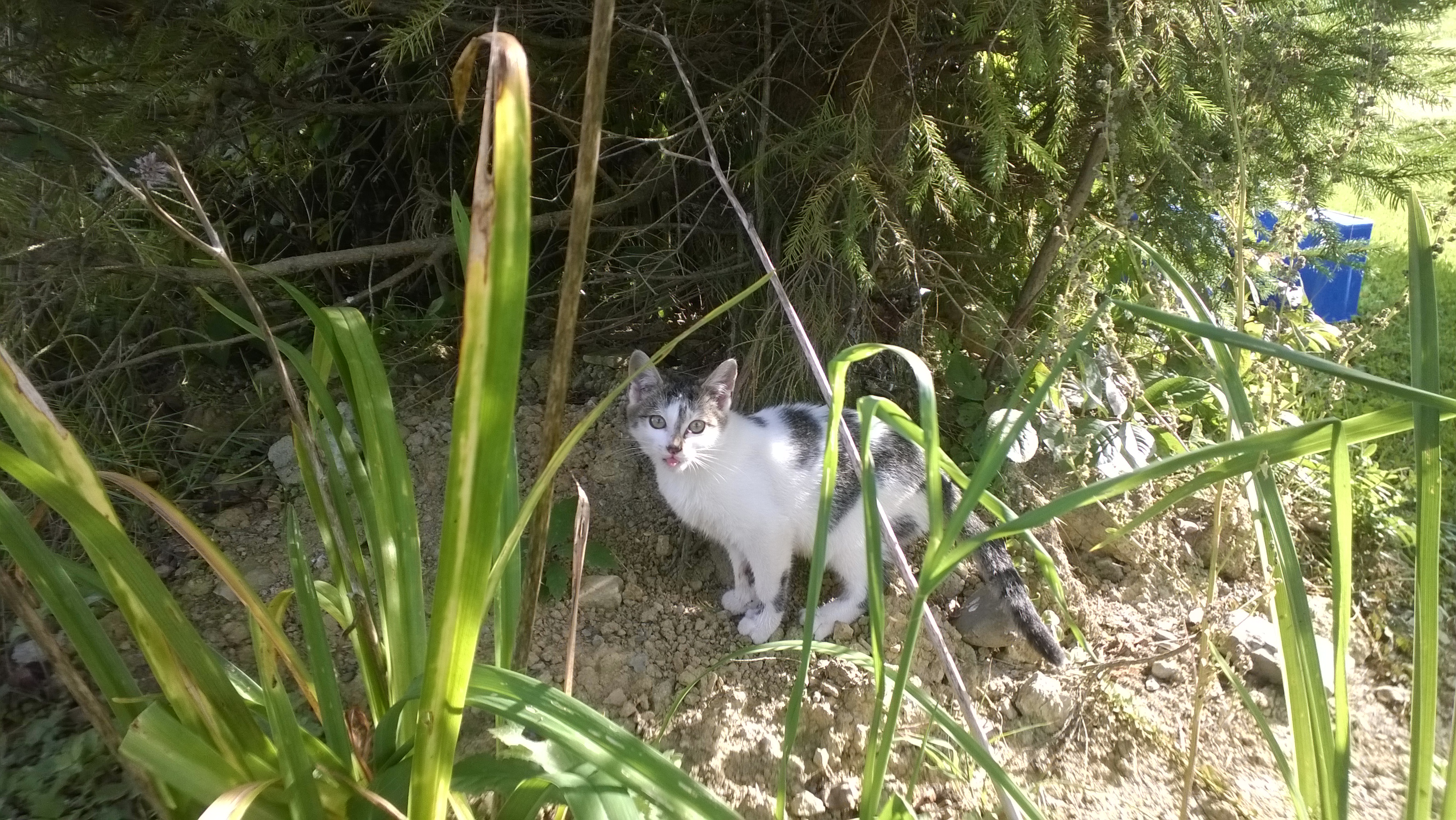 Luchs